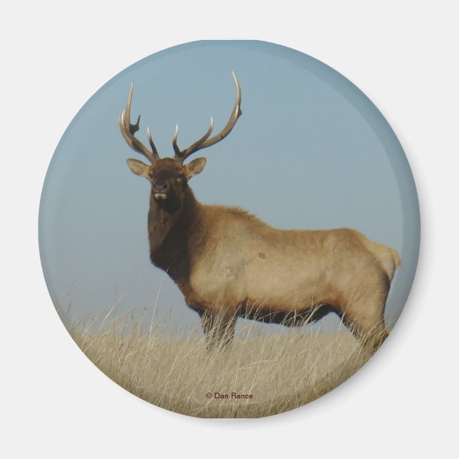 E43 Bull Elk Magnet (Vorne)