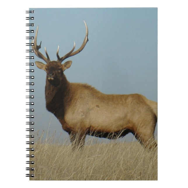 E43 Bull Elk Sky Lined Notizblock (Vorderseite)
