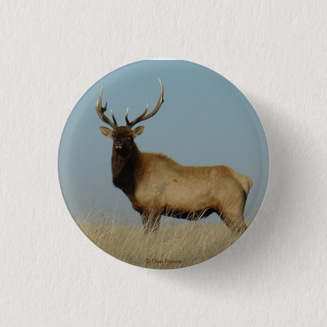 E43 Junger Bull-Elch Button (Vorderseite)