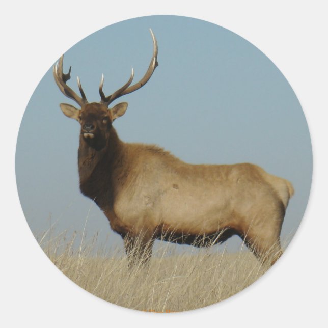 E43 Young Bull Elk Runder Aufkleber (Vorderseite)