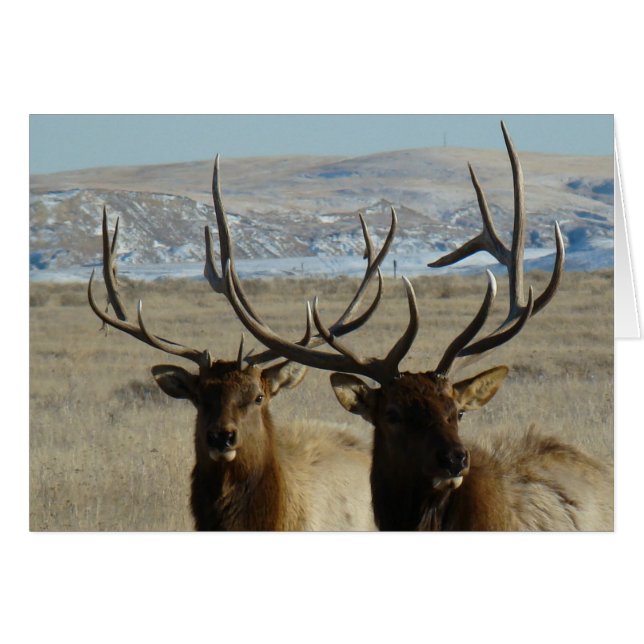 E45 Bull-Elchköpfe (Vorderseite (Horizontal))