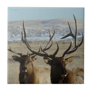 E45 Bull Elk Head Shot Fliese