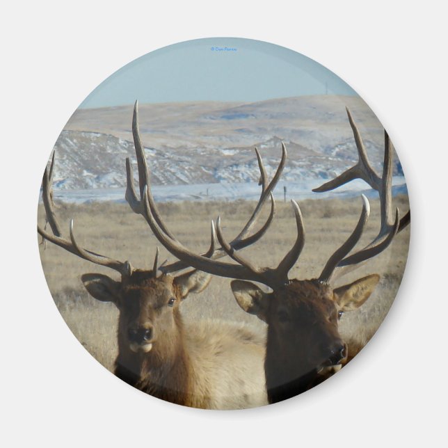 E45 Bull Elk Heads Magnet (Vorne)