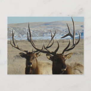 E45 Bull Elk Heads Postkarte