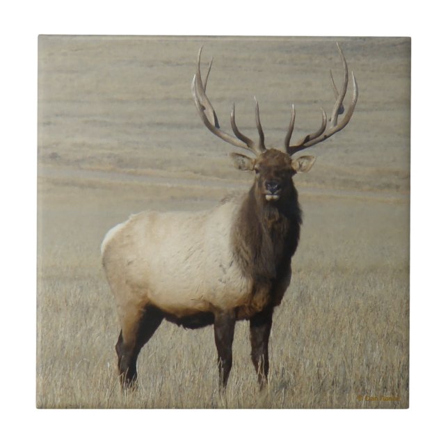 E46 Bull Elk Big Bull Fliese (Vorderseite)