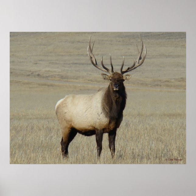 E46 Bull Elk Big Bull Poster (Vorne)