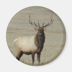 E46 Bull Elk Großer Bulle Magnet