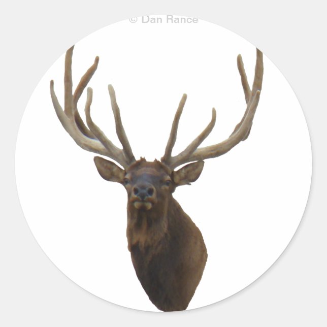 E48 Bull Elk Head in Velvet Runder Aufkleber (Vorderseite)