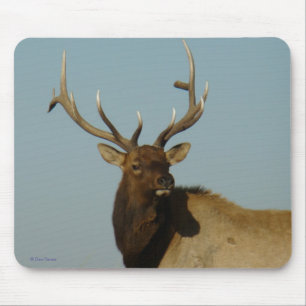 E49 Bull Elk Head and Shoulders Mousepad