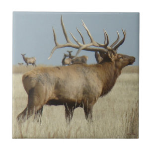 E4 Bull Elk Big Bull Fliese