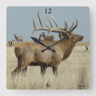 E4 Bull Elk Herd Chef Quadratische Wanduhr