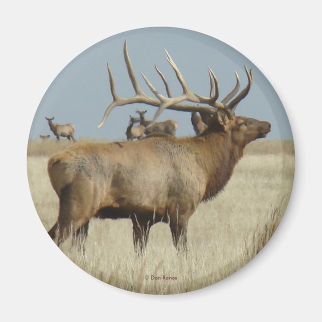 E4 Bull Elk Herd Master Magnet (Vorne)