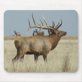 E4 Bull Elk Herd Master Mousepad