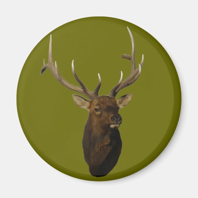 E51 Bull Elk Head Magnet (Vorne)