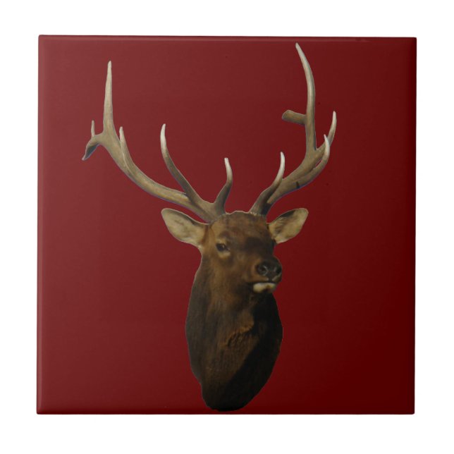 E51 Bull Elk Head Shot Fliese (Vorderseite)