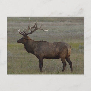 E52 Bull Elk Big Bull Postkarte