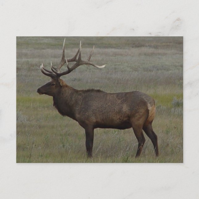 E52 Bull Elk Big Bull Postkarte (Vorderseite)