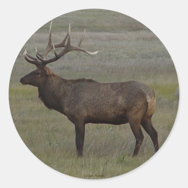 E52 Bull Elk Big Bull Runder Aufkleber (Vorderseite)