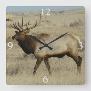E55 Bull Elk Big Bull Quadratische Wanduhr