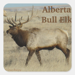 E55 Bull Elk Big Bull Quadratischer Aufkleber