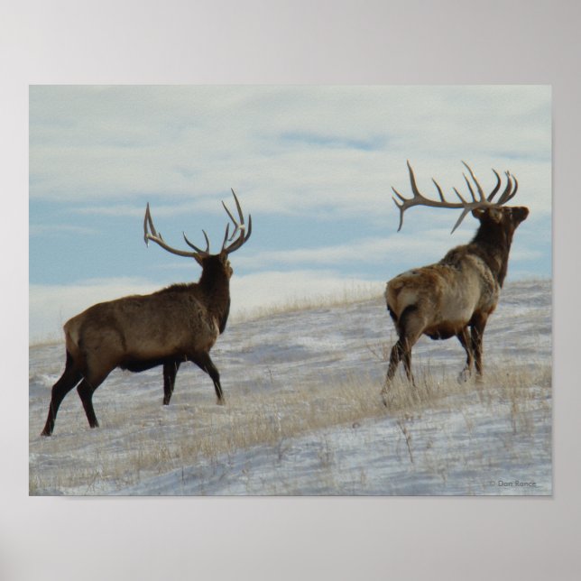 E57 Bull Elk Lucky 13 Poster (Vorne)
