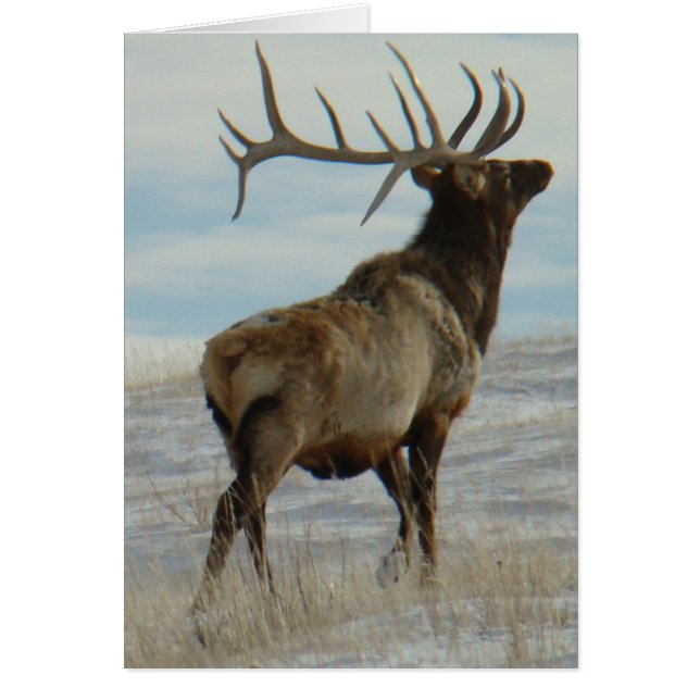 E58 Bull Elk Lucky 13 Bull (Vorne)