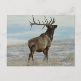 E58 Bull Elk Lucky 13 Bull Postkarte