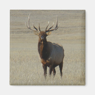 E59 Bull-Elch Magnet