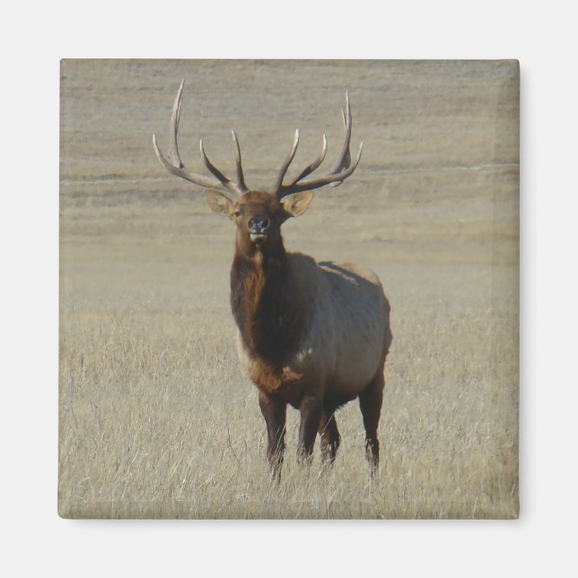 E59 Bull-Elch Magnet (Vorne)