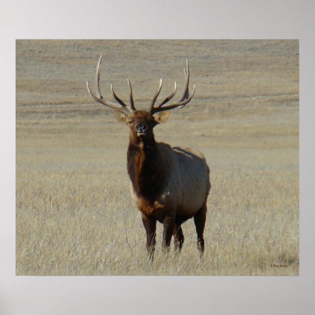 E59 Bull-Elch Poster (Vorne)
