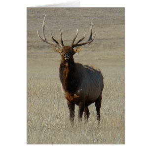 E59 Bull Elk