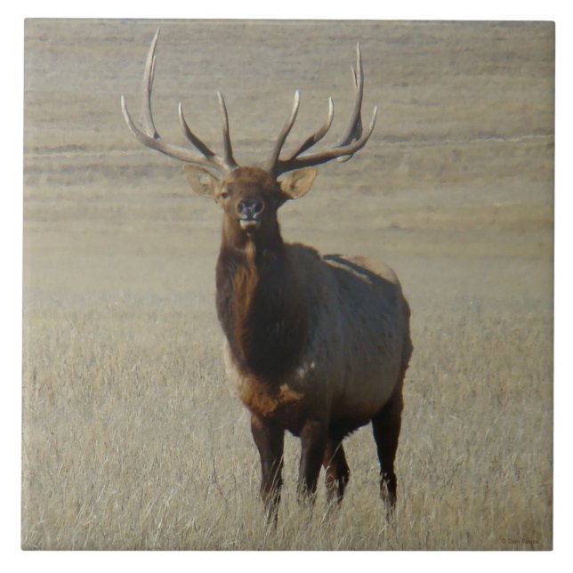 E59 Bull Elk Fliese (Vorderseite)