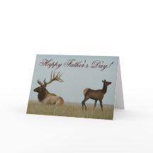 E5 Bull Elk und Yearling