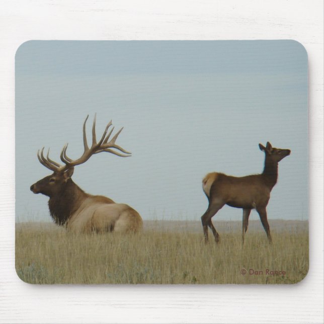 E5 Bull Elk und Yearling Mousepad (Vorne)