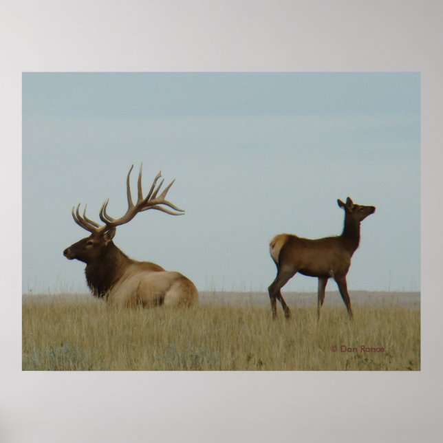 E5 Bull Elk und Yearling Poster (Vorne)