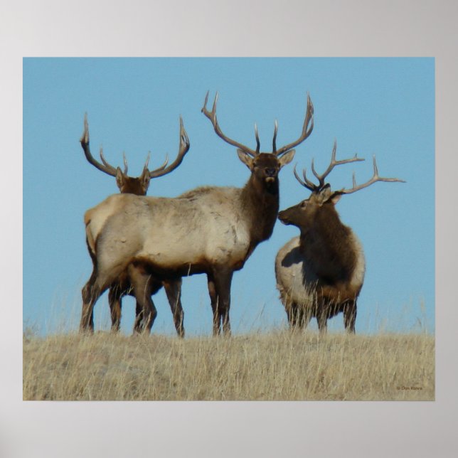 E60 Bull Elk Sky Lined Poster (Vorne)