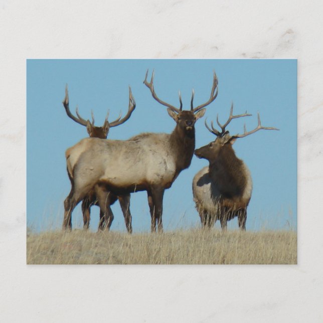 E60 Bull Elk Sky Lined Postkarte (Vorderseite)