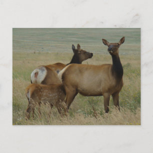E61 Wapitikuh und Kalb Postkarte