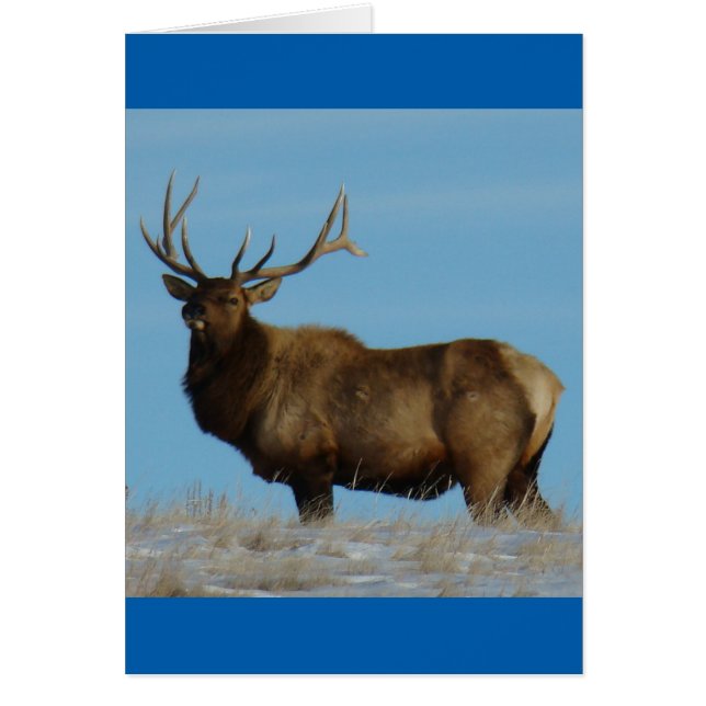 E62 Bull Elk Sky Lined (Vorne)
