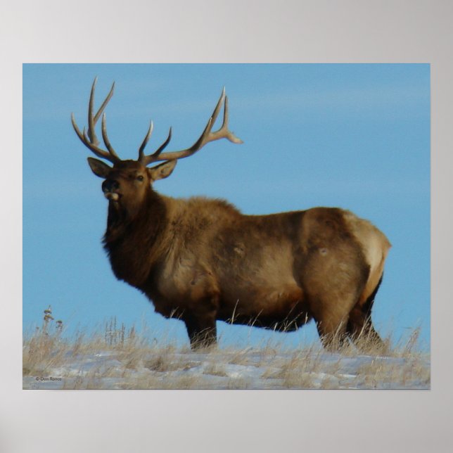 E62 Bull Elk Sky Lined Poster (Vorne)