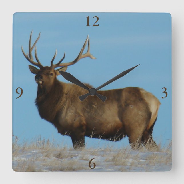 E62 Bull Elk Sky Lined Quadratische Wanduhr (Vorderseite)