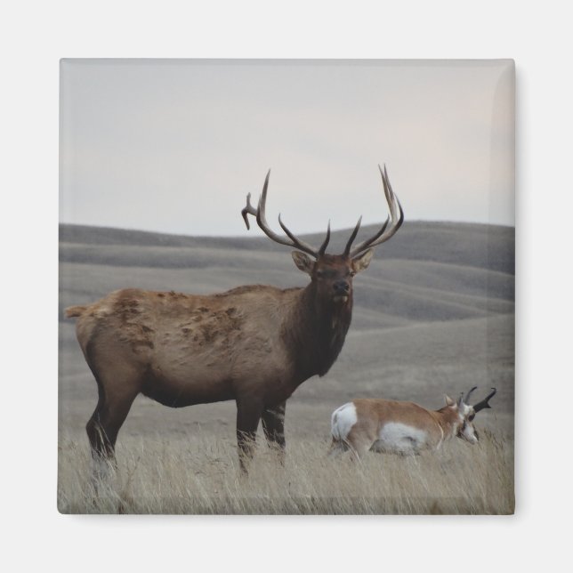 E63 Bull Elk and Pronghorn Antelope Magnet (Vorne)