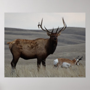 E63 Bull Elk and Pronghorn Antelope Poster