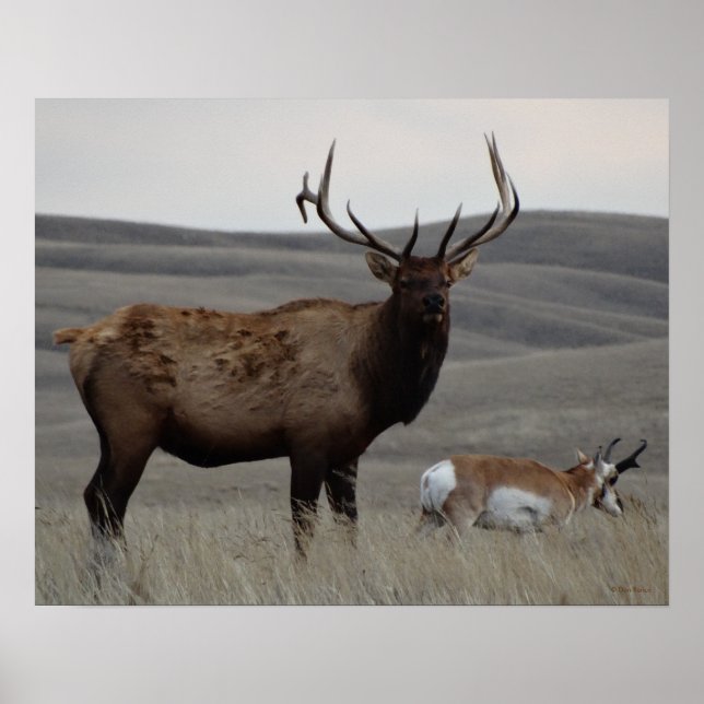 E63 Bull Elk and Pronghorn Antelope Poster (Vorne)