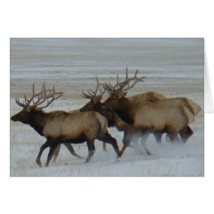 E64 Bull Elk Running