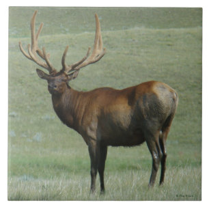 E65 Bull-Elch Matschbulle in Samt Fliese