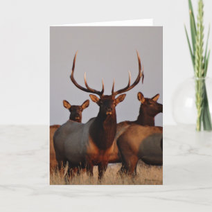 E66 Bull Elk and Cows Feiertagskarte
