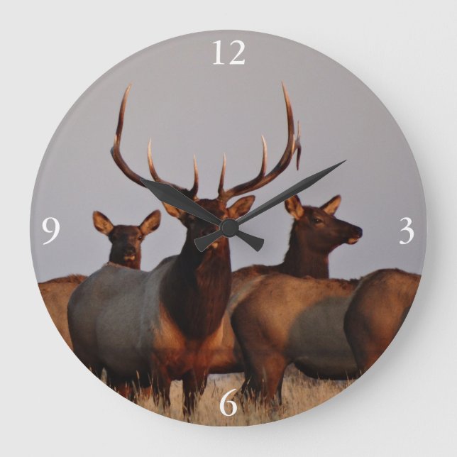 E66 Bull Elk and Cows Große Wanduhr (Vorderseite)