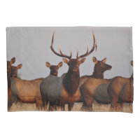 E66 Bull Elk and Cows