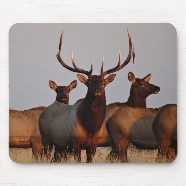 E66 Bull Elk and Cows Mousepad (Vorne)